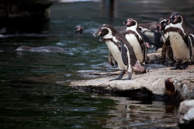 Ein Pinguin zieht von zu Hause aus und steht kurz vor dem Sprung ins kalte Wasser
