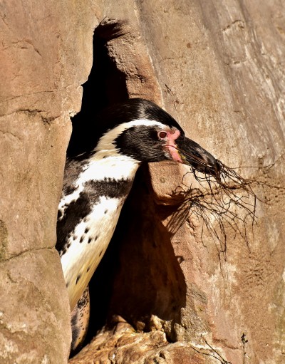 Ein Pinguin baut sein erstes eigenes Nest